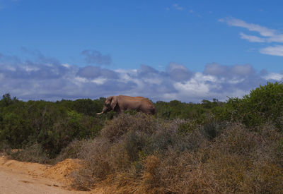 View of horse on field against sky