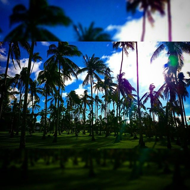 palm tree, tree, sky, growth, nature, grass, silhouette, tranquility, blue, low angle view, beauty in nature, sunlight, outdoors, day, no people, green color, cloud, field, tree trunk, tranquil scene