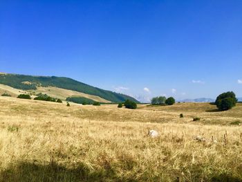 Scenic view of grassy field against blue sky