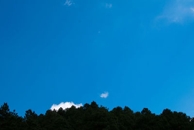 Low angle view of trees against blue sky