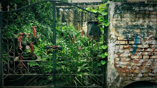 Plants growing on wall of abandoned building