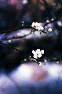 Close-up of white flower tree