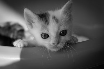 Close-up portrait of kitten