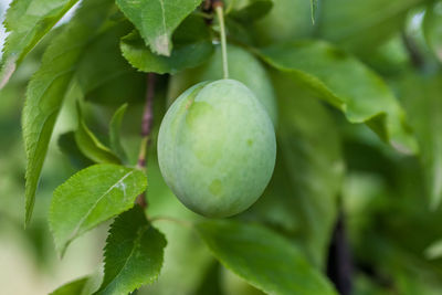 Close-up of fruit growing on tree