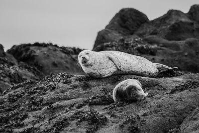 Sea lions lying at beach
