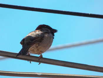 Low angle view of bird perching on railing
