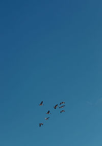 Low angle view of birds flying against clear sky