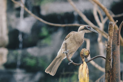 Close-up of birds perching on branch