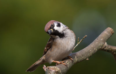 Field sparrow with teasing look sitting on branch