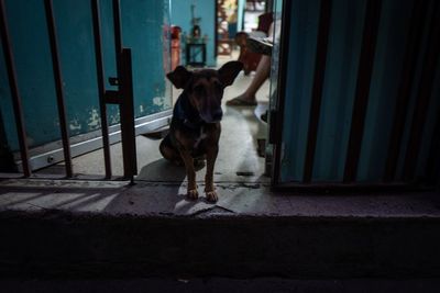 Dog standing at entrance of window