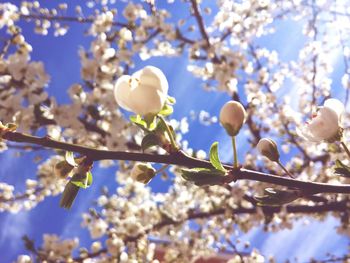 Low angle view of apple blossoms in spring