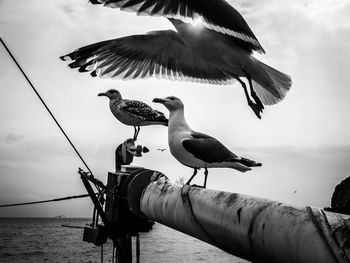 Seagull flying over sea against sky