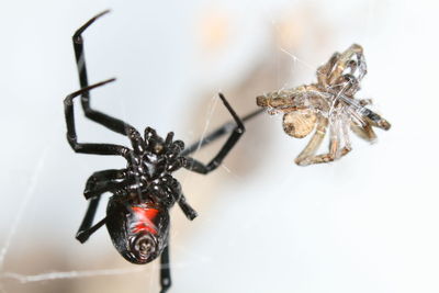 Close-up of spider