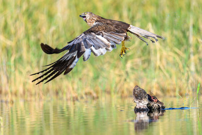 Close-up of bird flying over lake