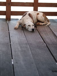 Dog sleeping on wooden floor