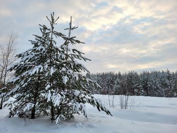 Trees on snow covered field against sky