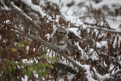 View of an animal on snow covered land