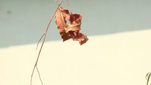 Close-up of dry autumn leaf against sky