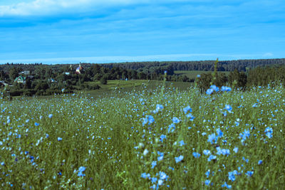 Close-up of purple flowering plants on field against sky