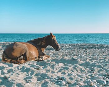 Horse in the seaside against clear sky