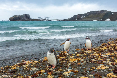 View of birds on beach