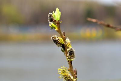 Close-up of plant