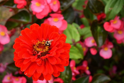 Close-up of insect on red flower