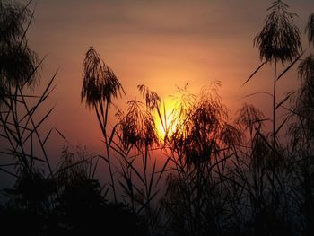 Silhouette palm trees against sky during sunset