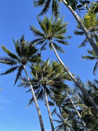 Low angle view of coconut palm tree against clear blue sky