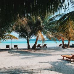 Palm trees on beach against sky