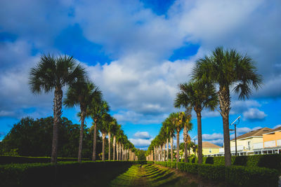 Palm trees on road against sky