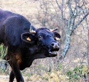 Cow standing in a field