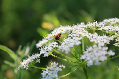 Close-up of ladybug on plant