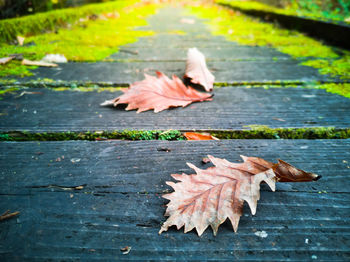 High angle view of maple leaves on footpath