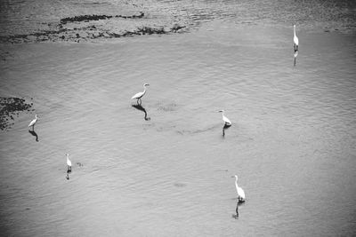 High angle view of birds in lake