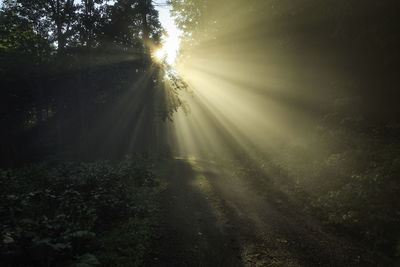 Sun shining through trees in forest