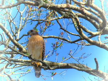 Low angle view of bird perching on tree