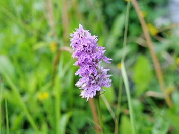 Close-up of purple flowering plants on field