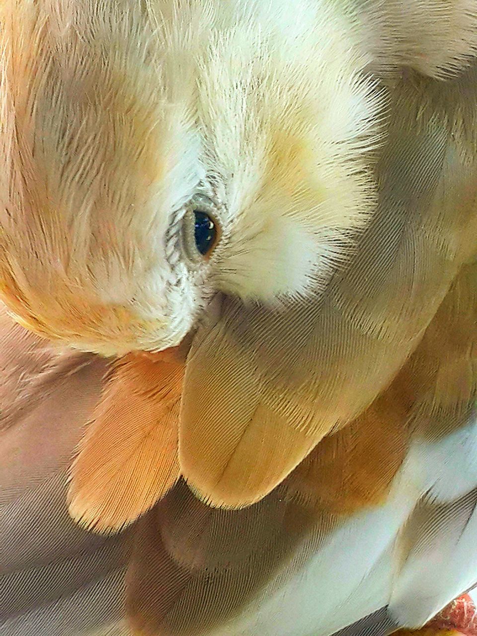 animal themes, one animal, animals in the wild, wildlife, bird, close-up, animal head, beak, animal body part, nature, full frame, no people, zoology, natural pattern, portrait, indoors, day, high angle view, animal eye