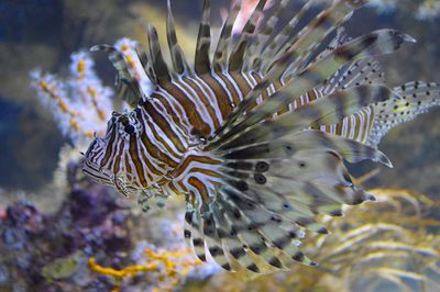 Close-up of fish swimming in sea