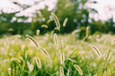 Close-up of stalks in field