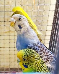 Close-up of parrot in cage