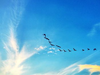 Low angle view of birds flying against sky