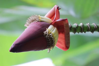 Close-up of plant