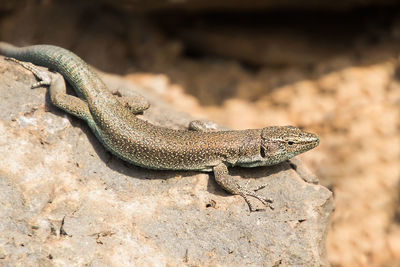 Close-up of lizard on rock