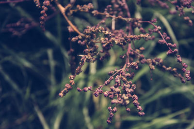 Close-up of flowers on tree