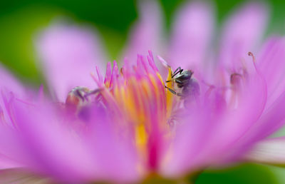 Close-up of insect on pink flower