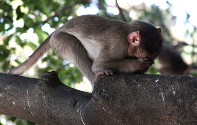 Close-up of monkey sitting on tree branch