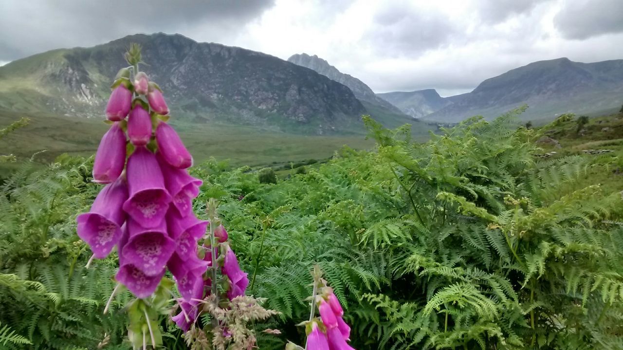 mountain, flower, beauty in nature, nature, growth, mountain range, plant, tranquility, tranquil scene, freshness, landscape, sky, scenics, green color, field, day, pink color, fragility, outdoors, petal
