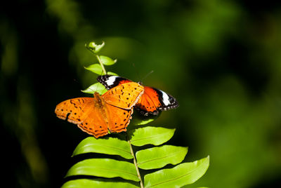 Butterfly on leaf